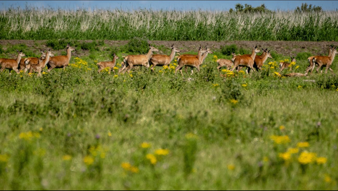 Nieuws - Rechter geeft provincie toestemming om herten Oostvaardersplassen af te schieten