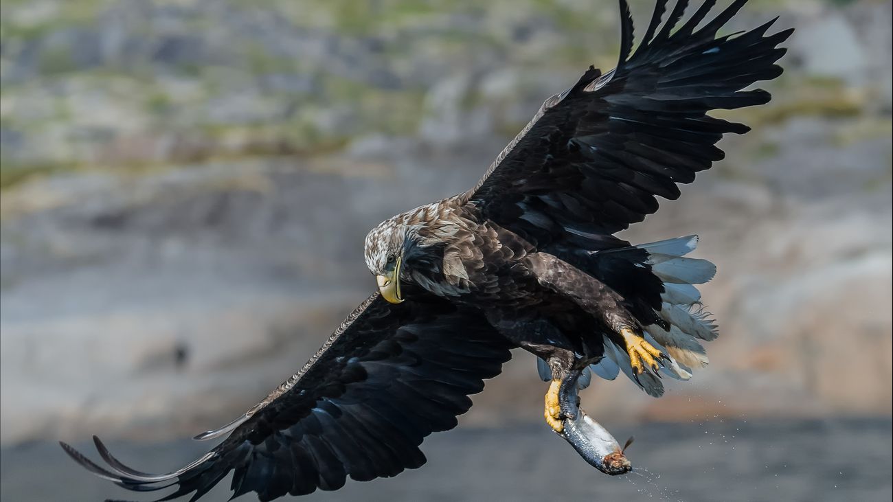 Nieuws - De Big 5: de zeearend, ze chillen als pubers in de lucht: 'Net een jeugdhonk'