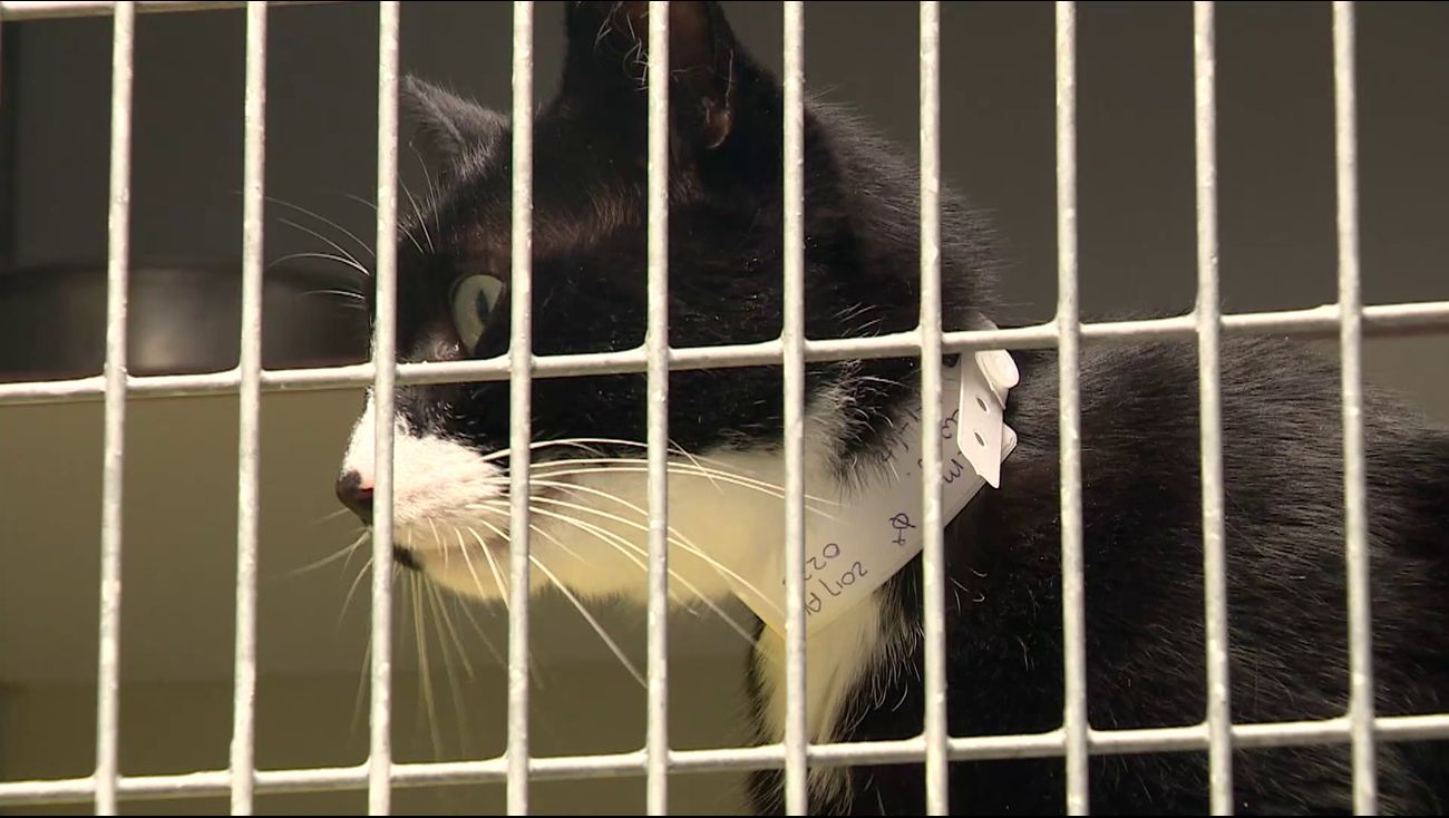 'Het zijn mijn kindjes': Almeerse vrouw voor rechter na vondst uitgemergelde katten