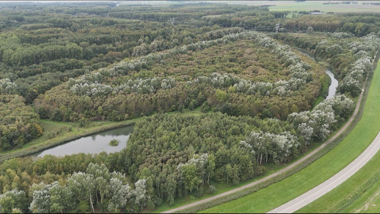 'Explosie van energie’: klimaatbos Flevoland bestaat bijna twintig jaar