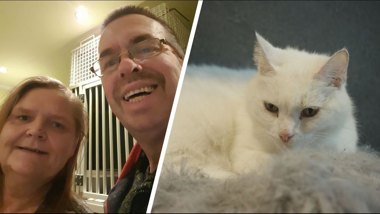 Nieuws - Kattenopvang Swifterbant stopt om verdrietige reden
