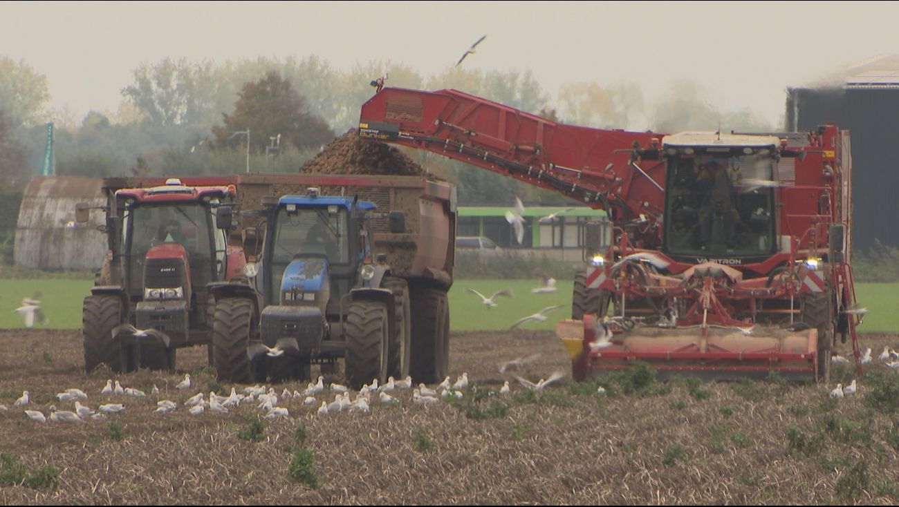 Nieuws - Erg goede aardappeloogst door vroeg poten en prima temperatuur