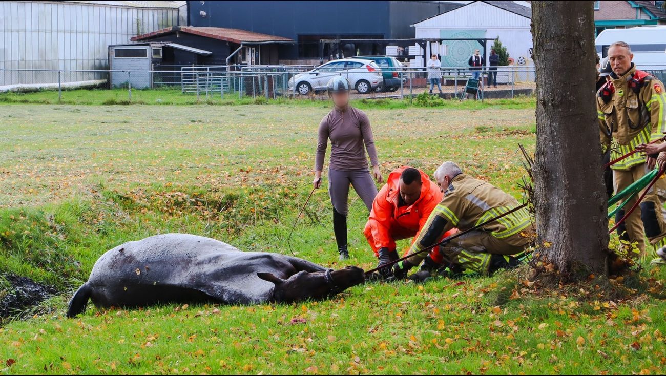 Nieuws - Paard tot middel in de blubber, brandweer trekt dier uit sloot