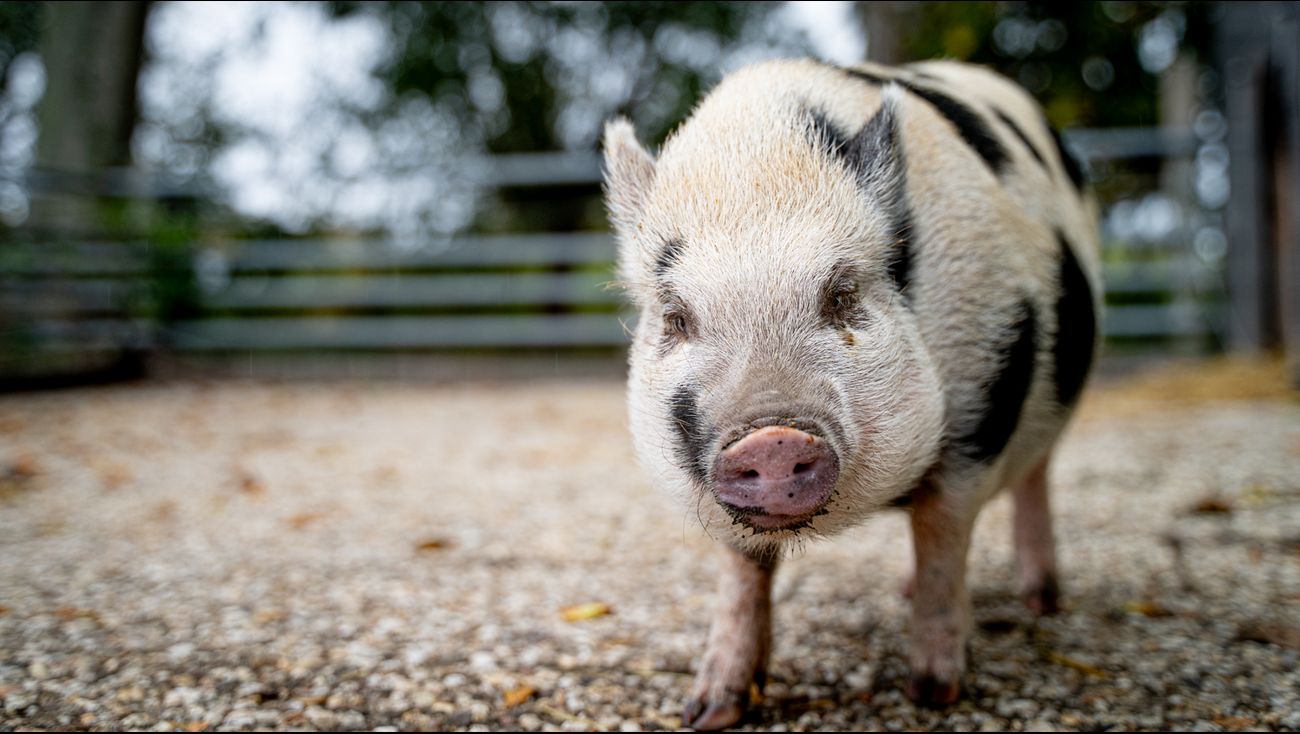Nieuws - Onzekerheid voorbij: dieren kinderboerderij toch mee naar nieuwe locatie