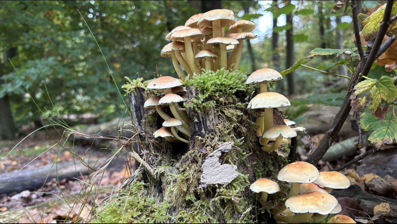 Nieuws - Grote drukte bij hét paddenstoelenparadijs van Nederland