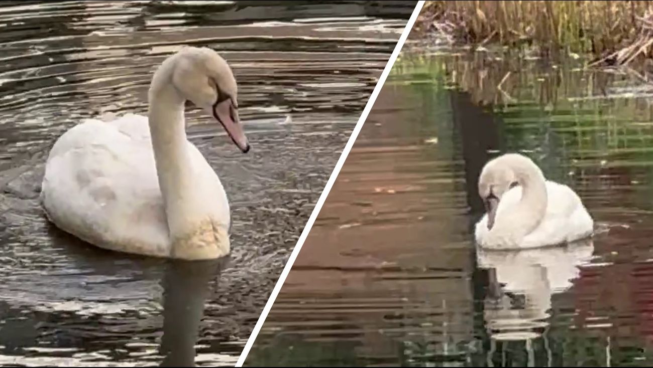 Nieuws - Mogelijke vogelgriep bij zwanen in Lelystad onderzocht