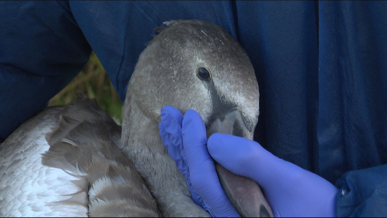 Nieuws - Onderzoek naar zieke zwanen: dier uit Lelystad had inderdaad vogelgriep