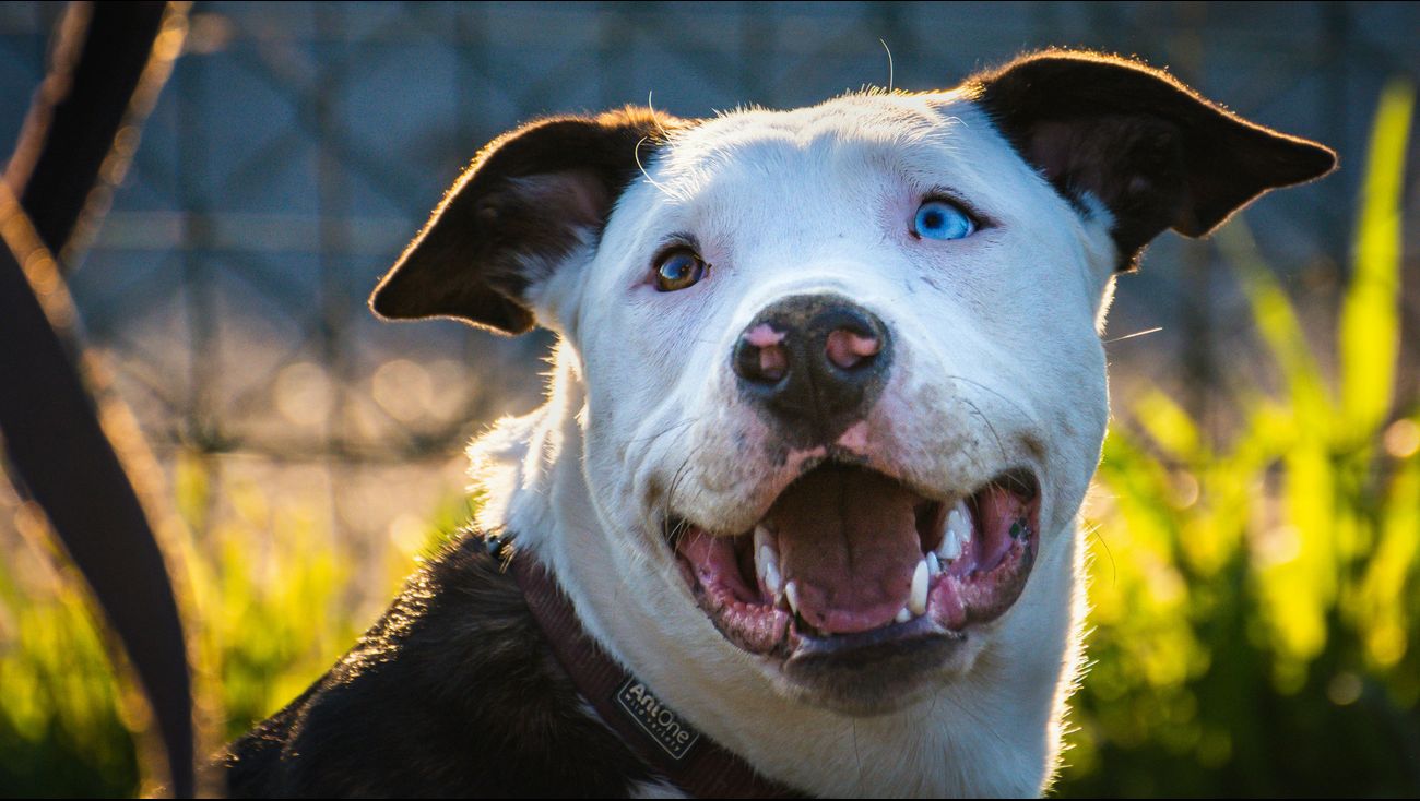 Nieuws - Rechter geeft burgemeester Noordoostpolder tik op de vingers in zaak agressieve honden
