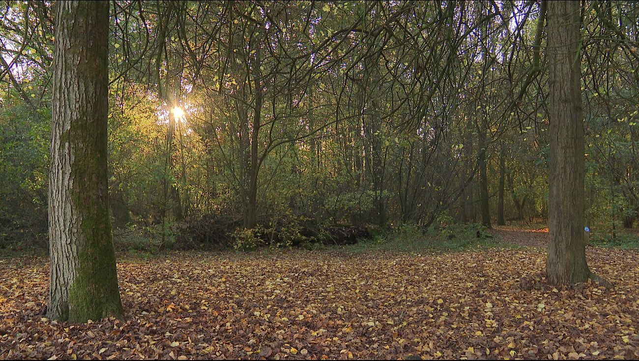 Nieuws - Nieuw kunstwerk Vroege Vogelbos opeens foetsie