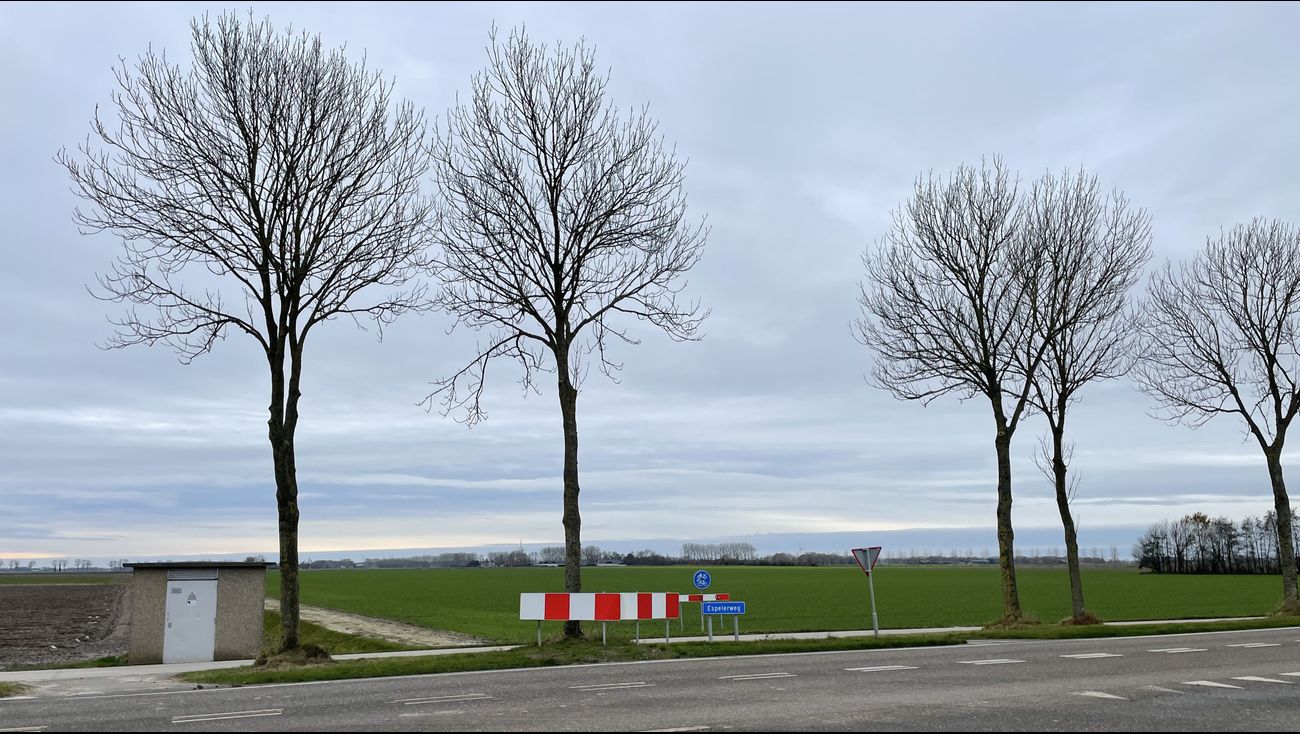 Nieuws - Zieke essen langs weg tussen Emmeloord en Espel worden gekapt