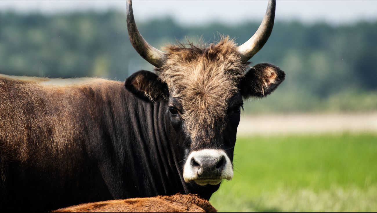 Nieuws - Provincie: geen reden om beleid Oostvaardersplassen nu aan te passen