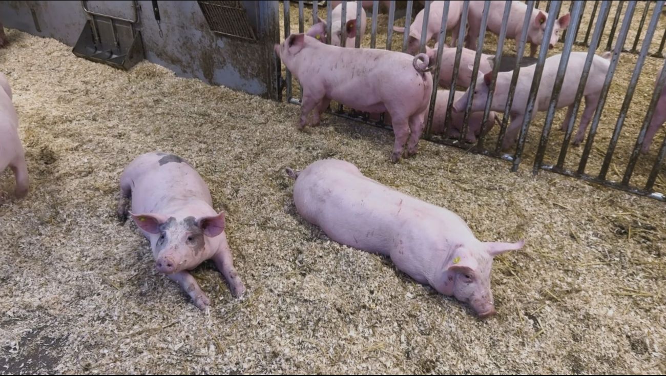 Nieuws - Studenten Aeres maken kennis met 'tevreden' varkens in wroetstal
