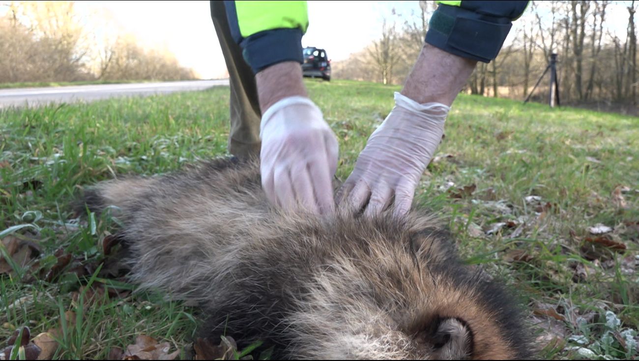 Nieuws - Zorgen om opmars wasbeerhond in Flevoland: al 30 dieren doodgereden