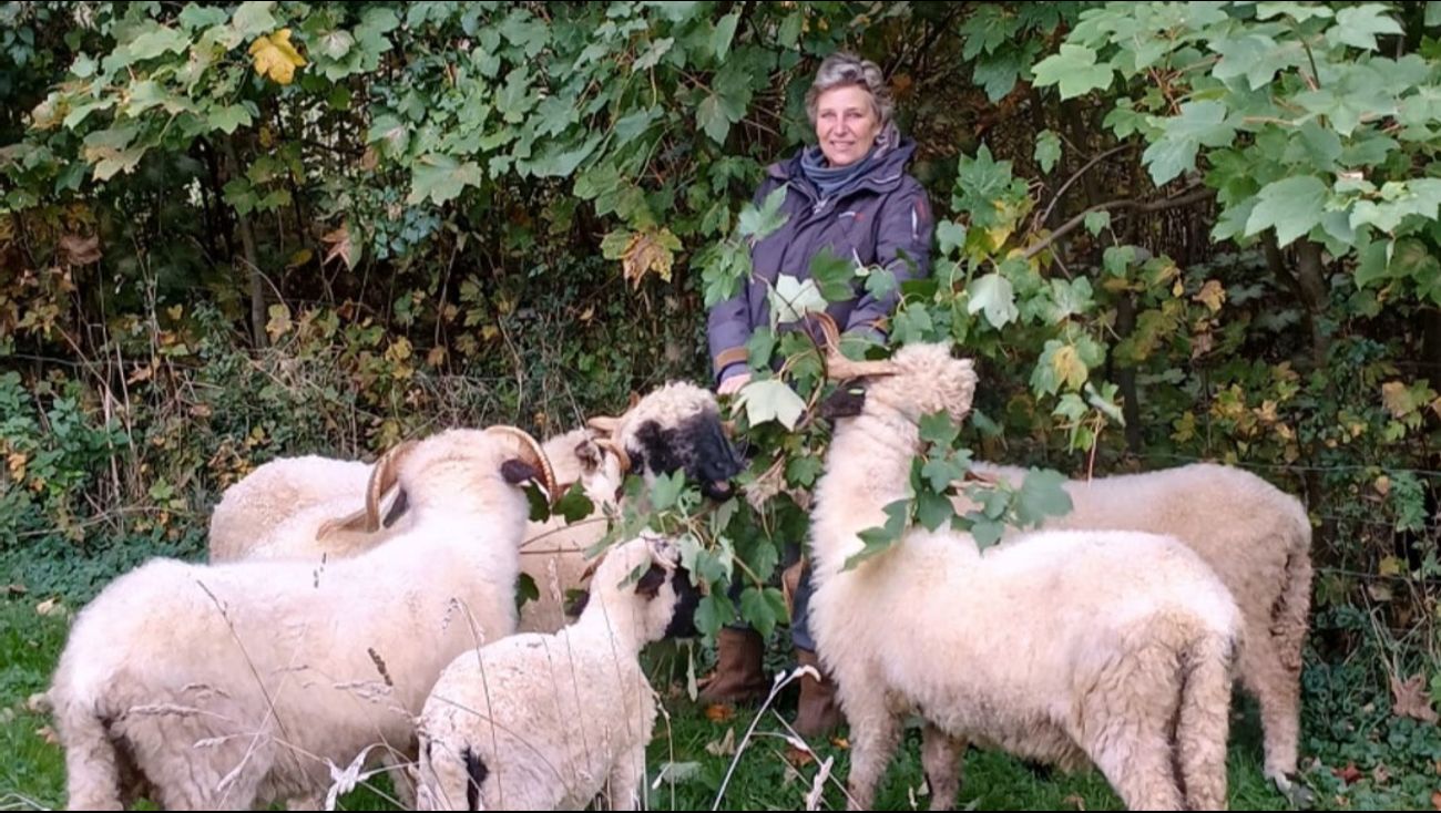 Dit jaar geen lammetjes bij Schaperie: 'Ze verdienen het niet om verscheurd te worden door een wolf'