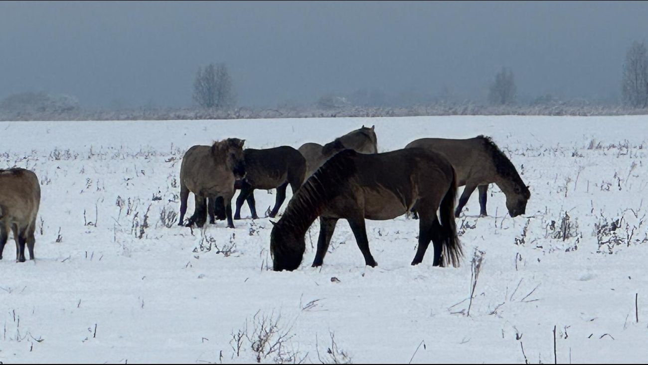 Nieuws - Provincie gaat situatie Oostvaardersplassen vaker in de gaten houden