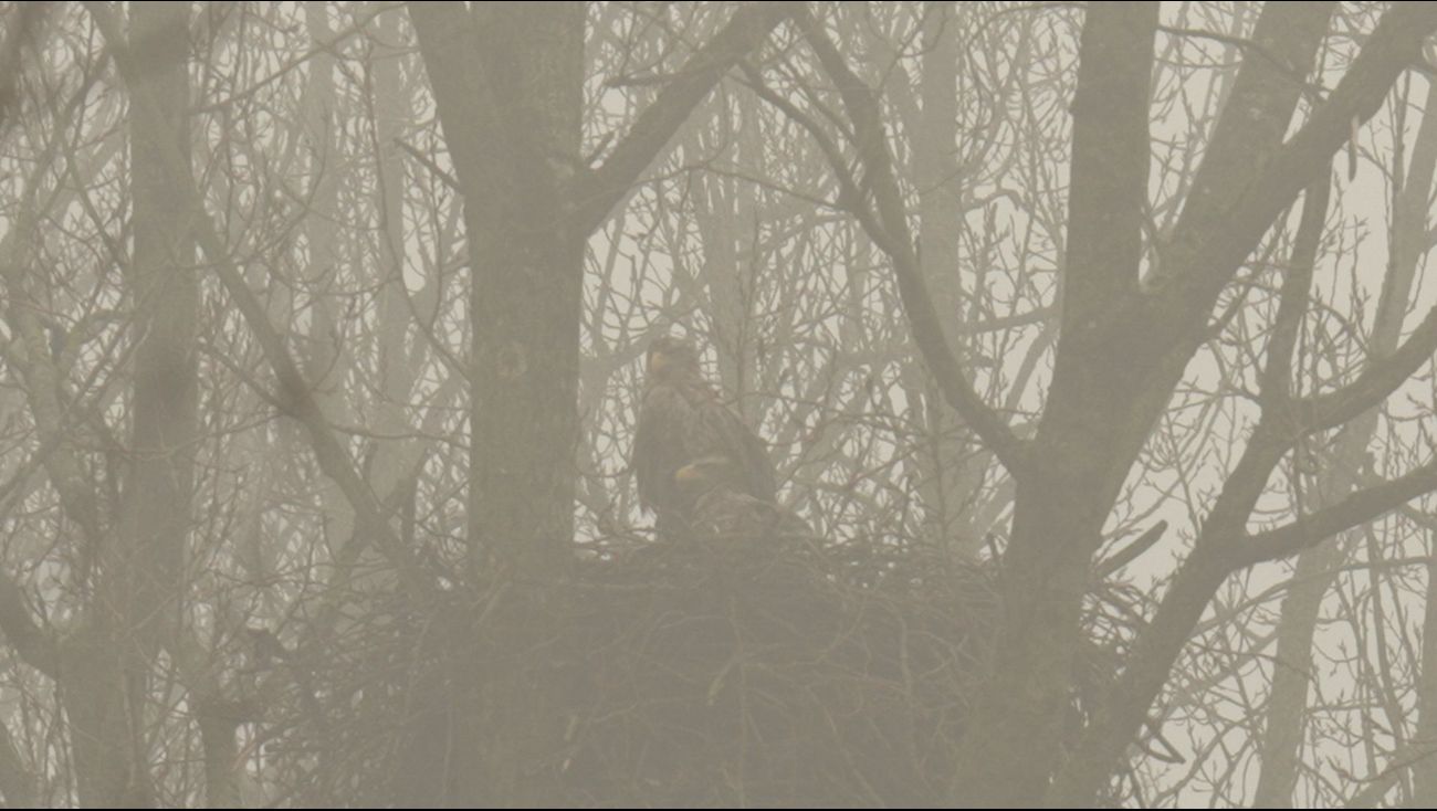 Nieuws - Zeearend twintig jaar in Flevoland: honderdste ei op komst