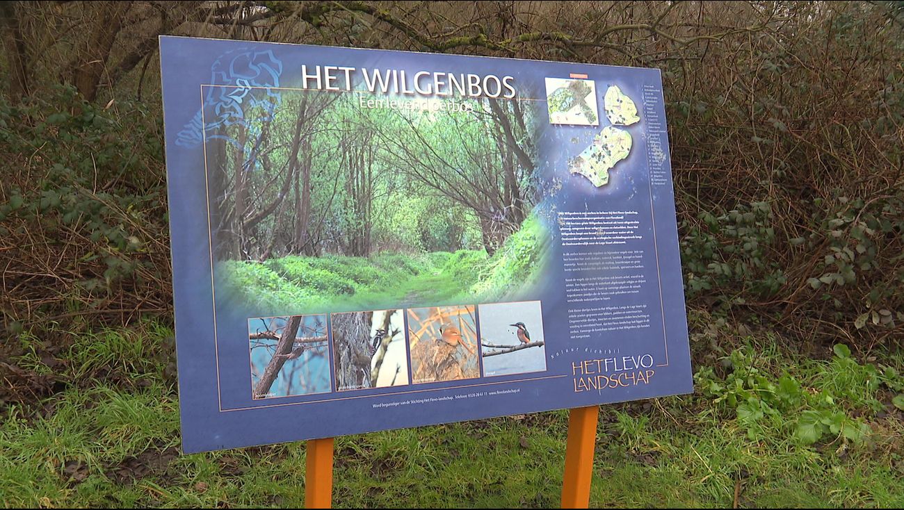 Nieuws - Wilgenbos bestaat 50 jaar: 'Almere heeft een eigen oerbos'