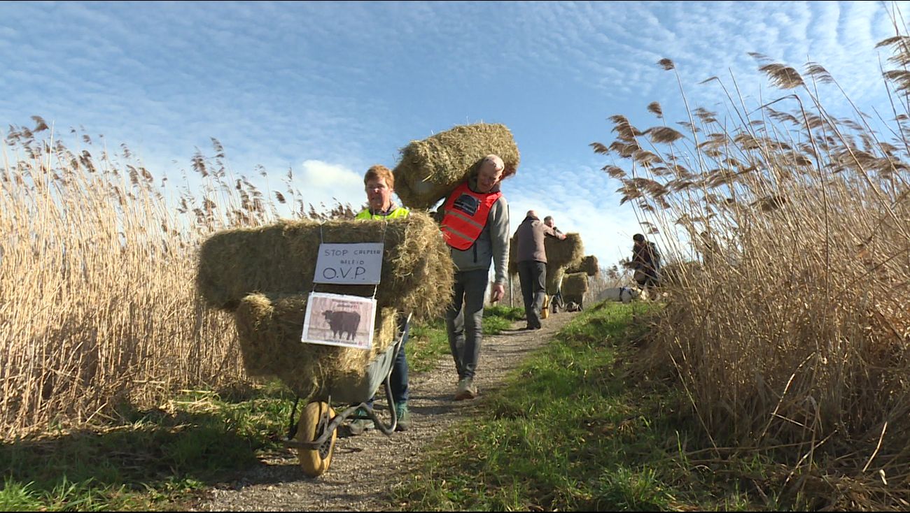 Nieuws - Actievoerders voeren bij in Oostvaardersplassen: 'Heckrunderen zijn weer uitgehongerd'