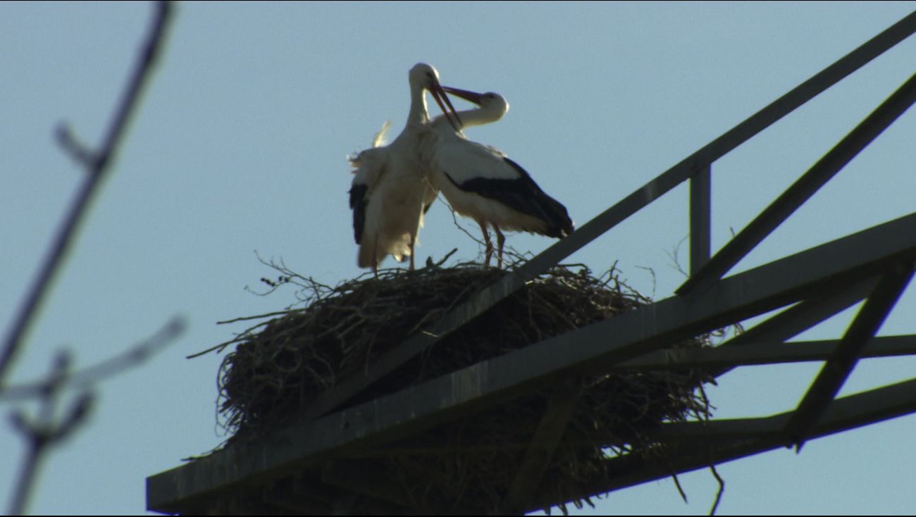 Nieuws - Drukte in ooievaarsflat langs A6: ook naastgelegen masten in trek