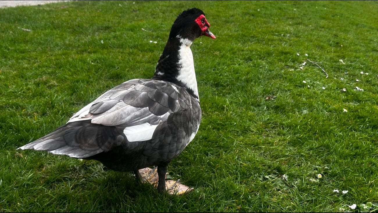 Muskuseenden worden belaagd: 'Ze worden bekogeld met stenen en eieren worden kapotgegooid'