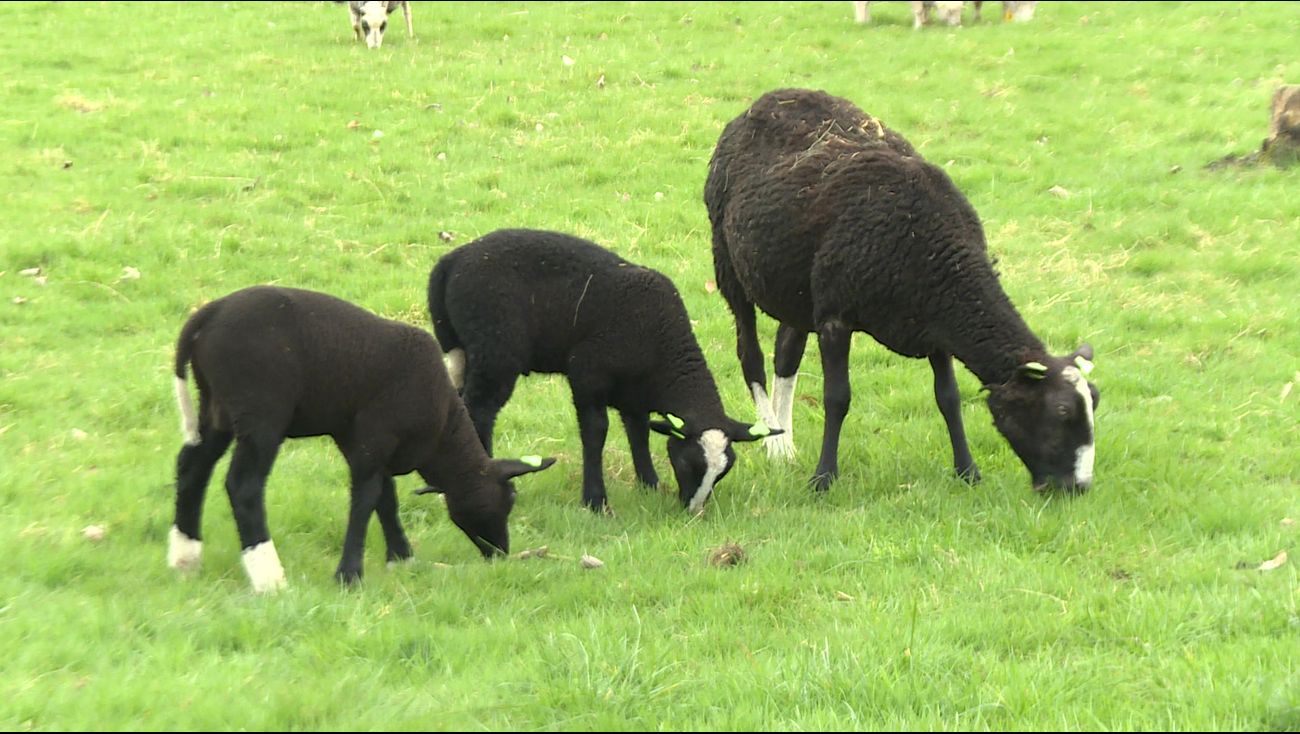 Nieuws - Almere viert de lente met bokkesprongen