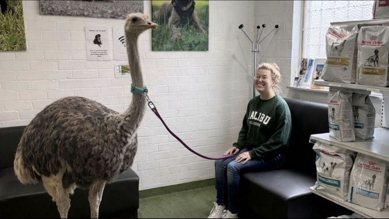 Nieuws - Struisvogel bij dierenarts : 1 aprilgrappen in Flevoland