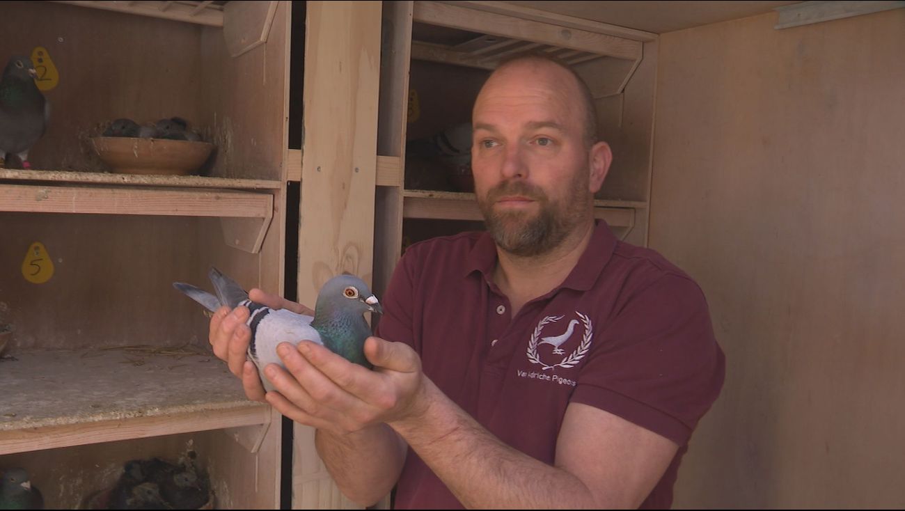 Nieuws - Duivenhouders blij met opheffen wedstrijdverbod: 'Het was een goede vrijdag'