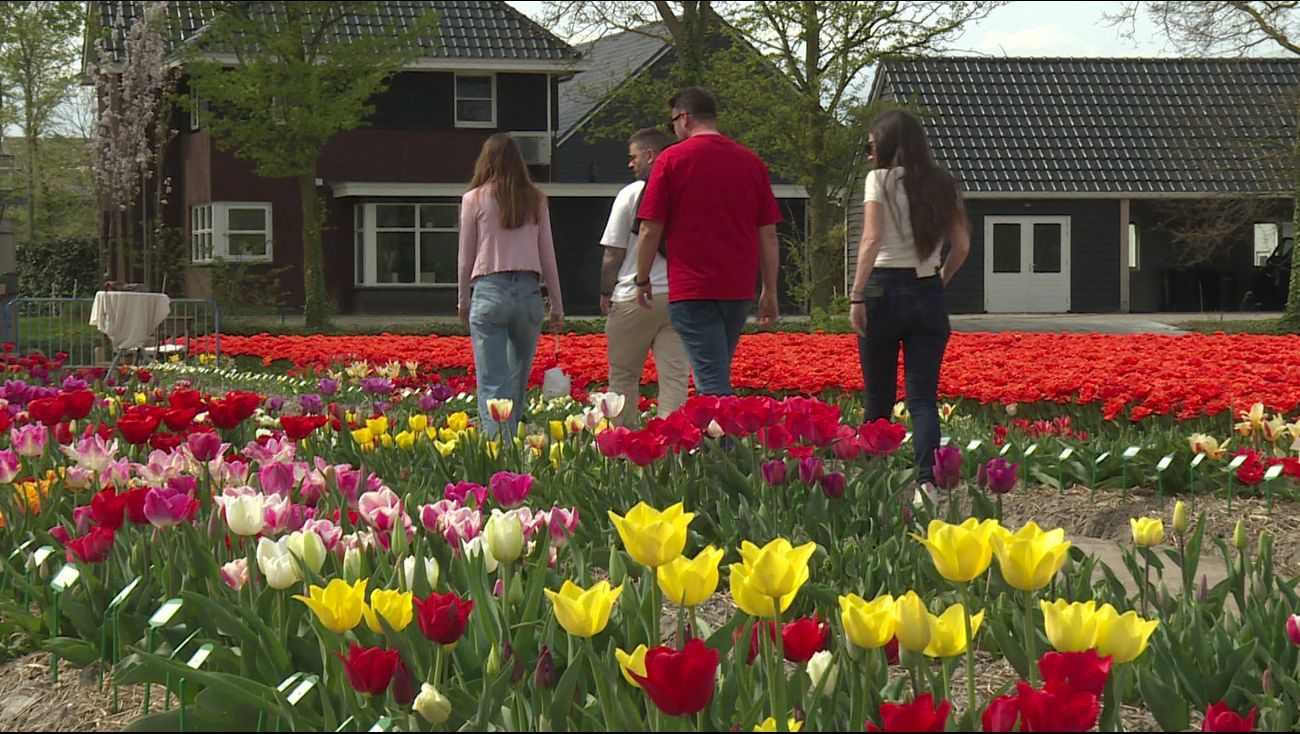 Nieuws - Dat vind je nergens: ruim 2000 soorten tulpen in één tuin