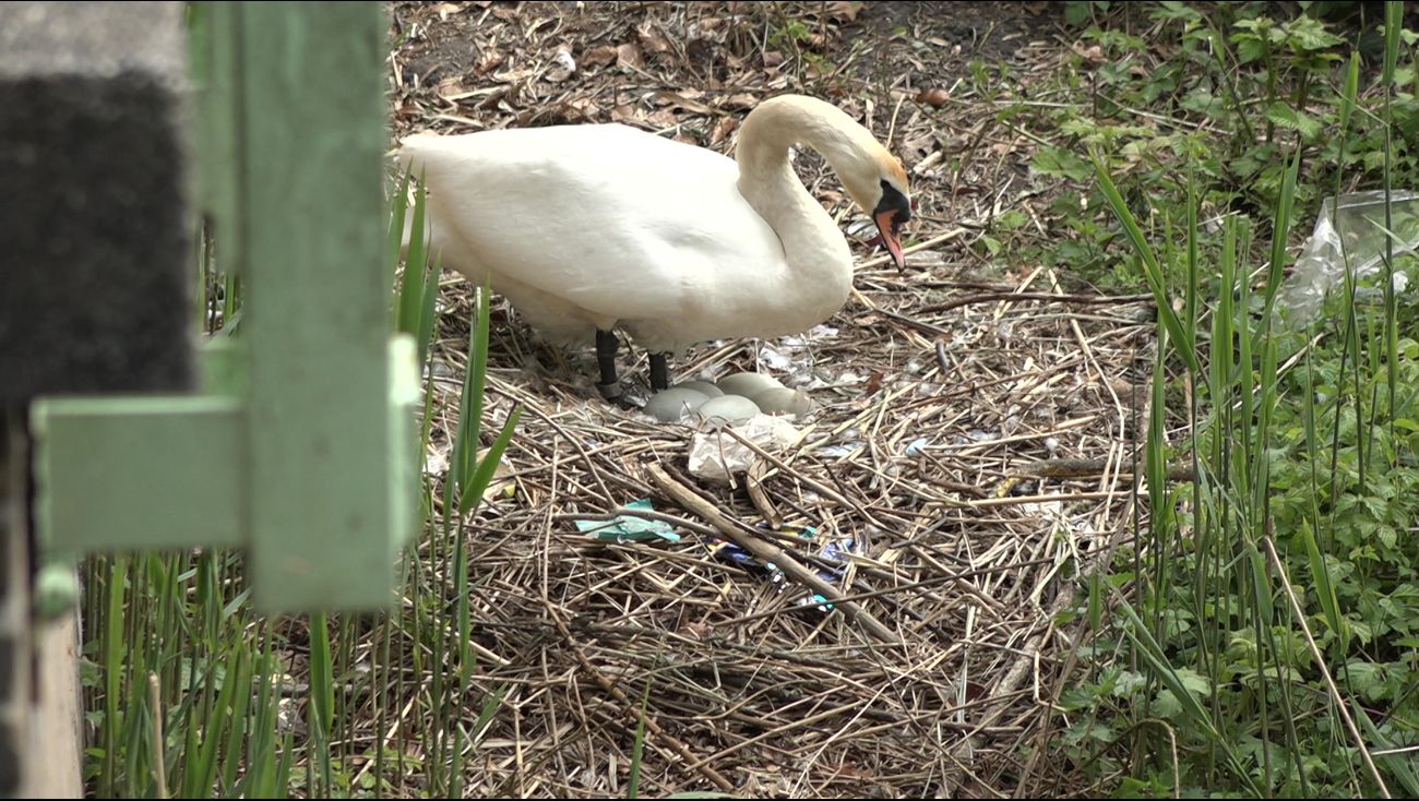 Nieuws - Creatieve zwaan verwerkt zwerfplastic in haar nest: 'Dat gaat niet kapot!'
