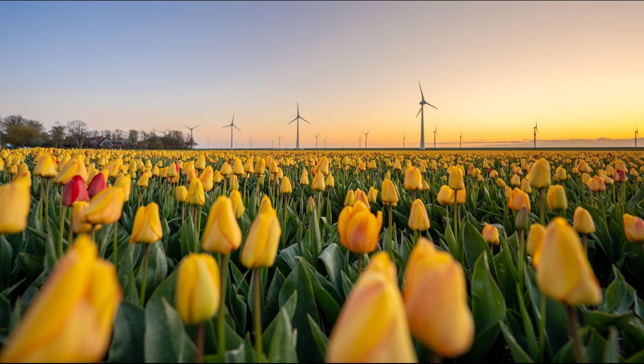 Gemist - Meer dan alleen bloemen: Tulpenfestival verbindt boeren en bezoekers