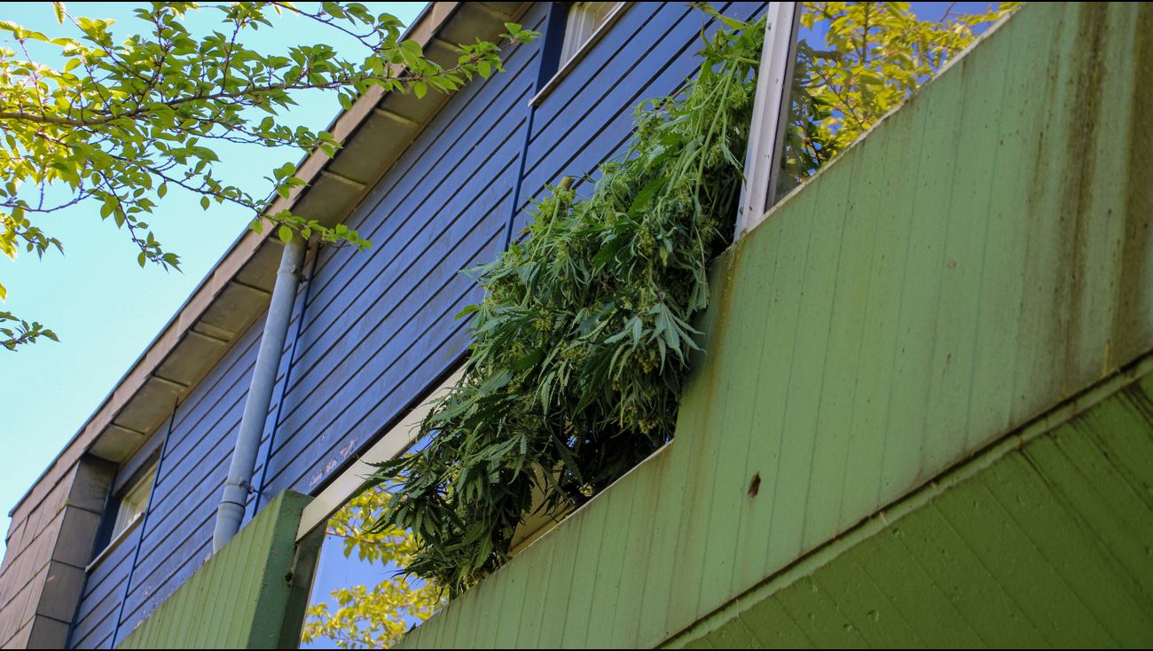 Nieuws - Wietplantage opgerold in woning Lelystad, geen aanhoudingen