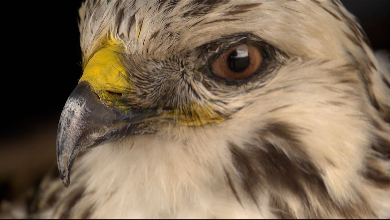 Nieuws - Sterre schrikt zich wild van buizerd die nest verdedigt: 'Ik was aan het gillen'