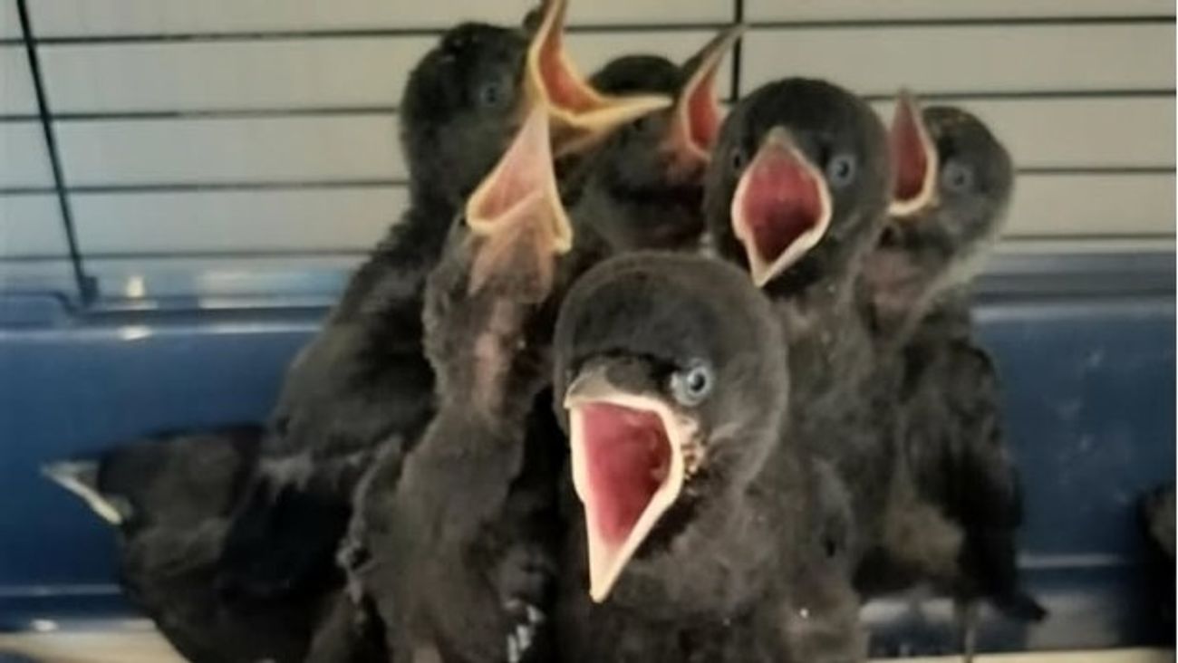 Nieuws - Jonge kauwtjes uit het nest op de grond gevallen? 'Vaak is ingrijpen niet nodig'