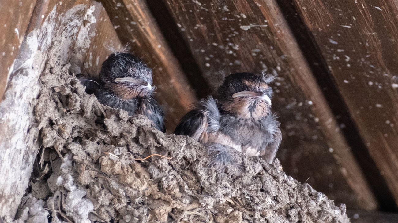 'Bouwvakkers vernielden zwaluwnesten en doodden vogeltjes', forse boetes voor mannen uit Dronten en 
