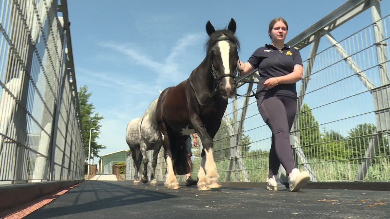 Nieuws - Eerste paard over de paardenbrug in Dronten