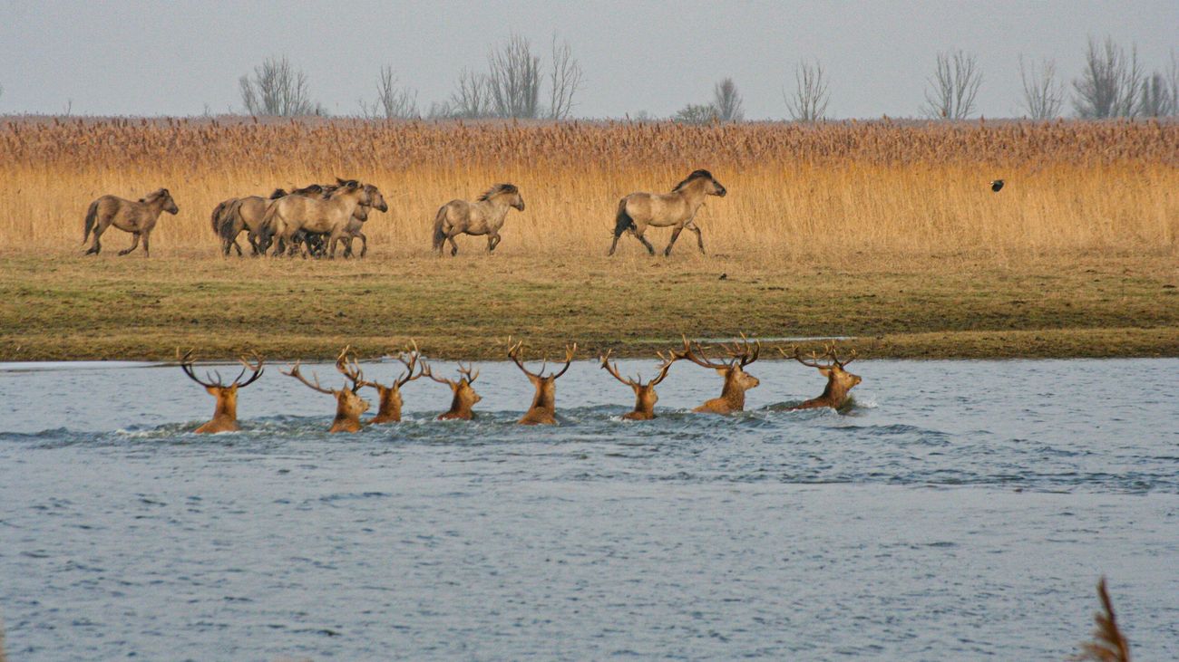 Nieuws - Onderzoek: weinig inteelt onder grote grazers in Oostvaardersplassen