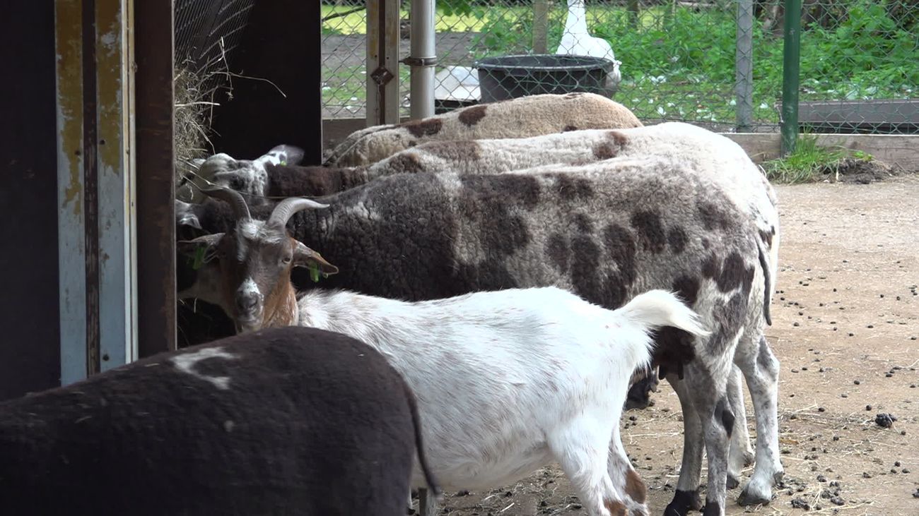 Nieuws - Kinderboerderij in Lelystad vindt vijf nieuwe vrijwilligers en wil in de herfst weer open