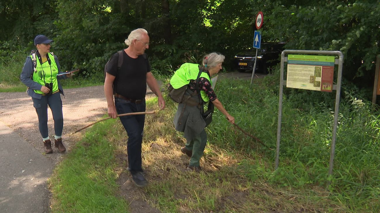 Nieuws - Hoeveel vlinders fladderen er dit jaar door het Kuinderbos?