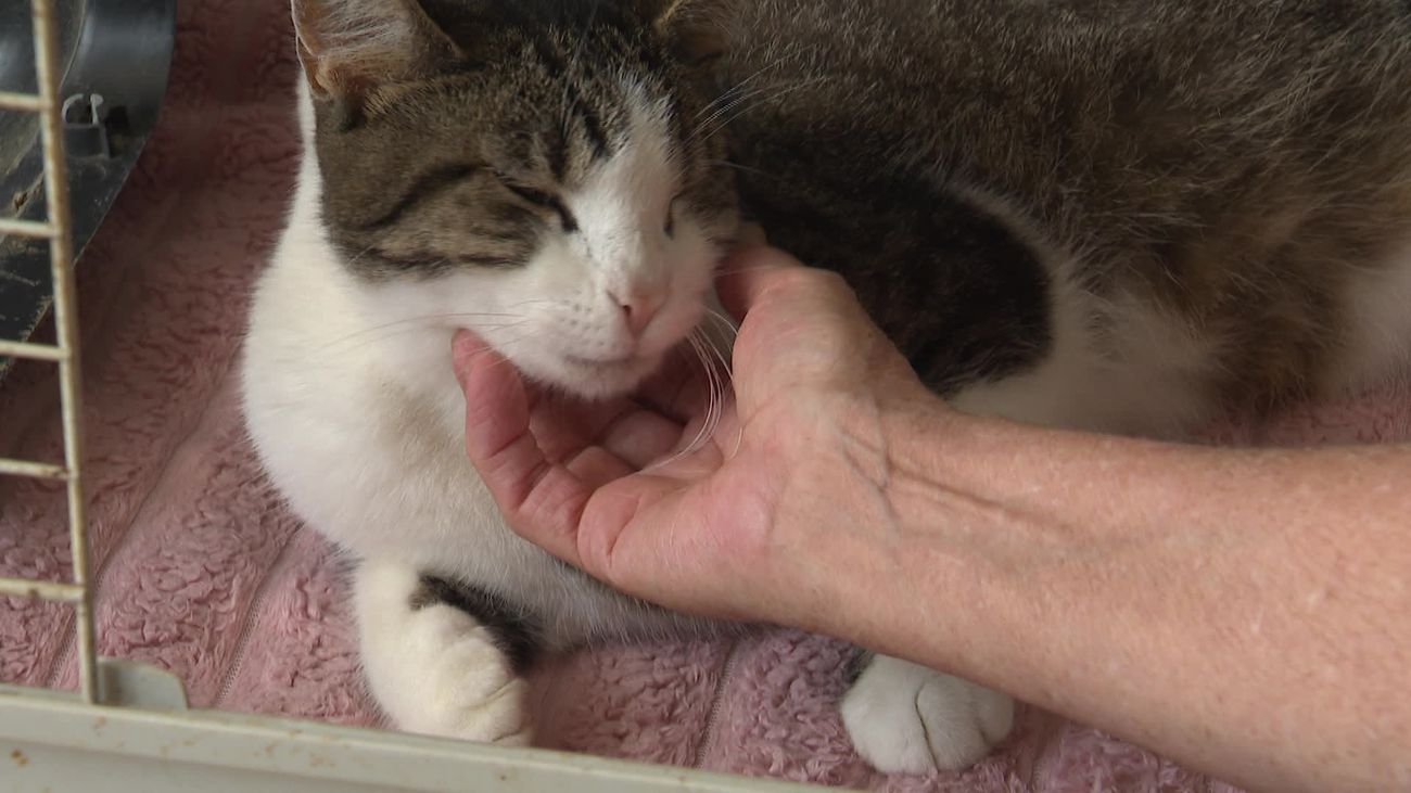 Geld voor operatie neergeschoten poes Elly ruimschoots binnen, nog onduidelijk of pootje te redden i