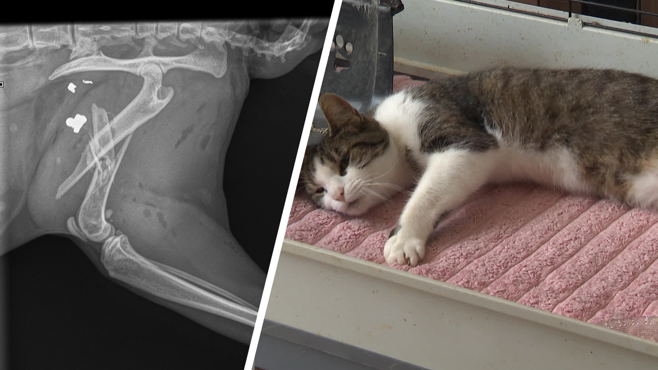 Nieuws - Poes Elly neergeschoten in Lelystad, inzameling voor operatie gestart