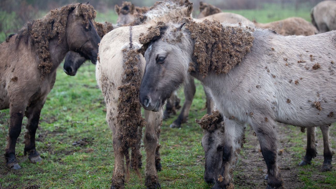 'Lang verzwegen dat dierenarts Staatsbosbeheer zelf al concludeerde dat oogletsel paarden van stekel