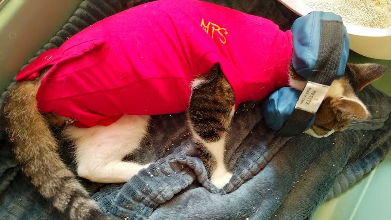 Nieuws - Pootje van neergeschoten poes Elly toch geamputeerd