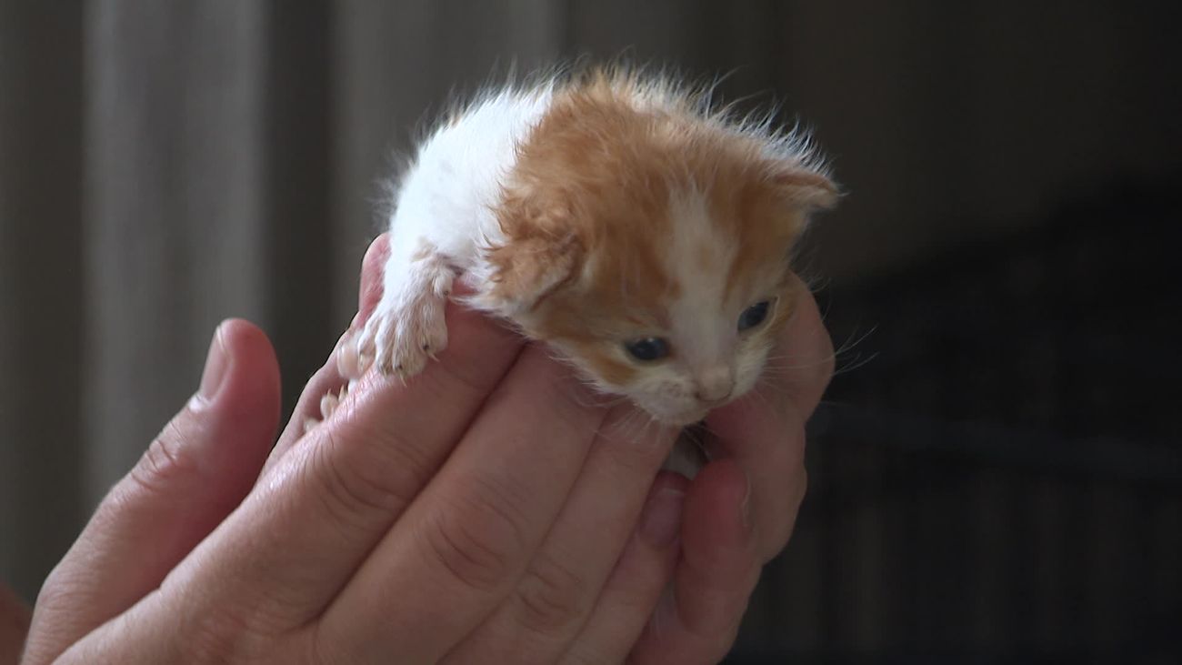 Nieuws - Ook tweede in bos gedumpte kitten overleden: 'Hij had net de naam 'Binkie' gekregen'