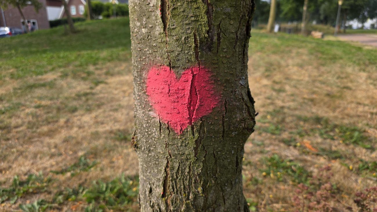 Nieuws - Hartjes op 140 bomen in Zeewolde, buurtbewoners doen het onderhoud