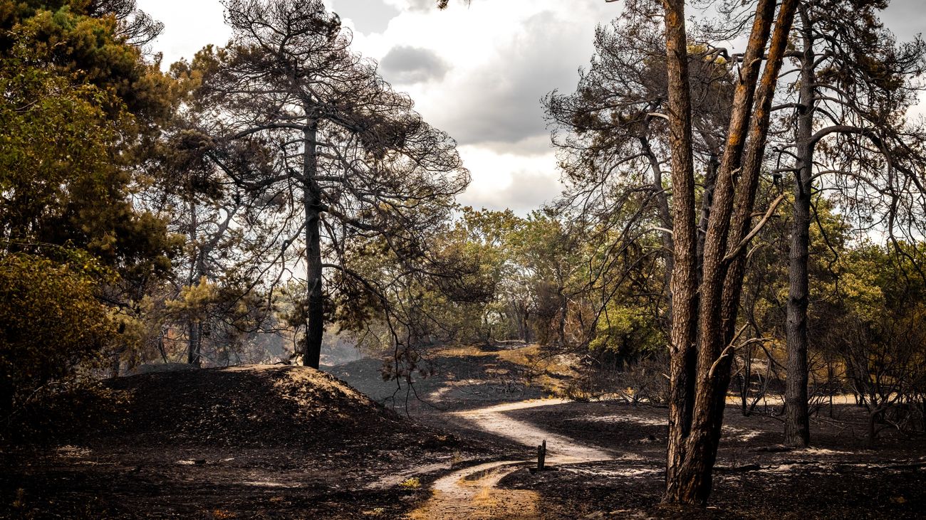 Nieuws - Boswachter Harco Bergman hielp als brandweervrijwilliger bij grote natuurbrand in Limburg