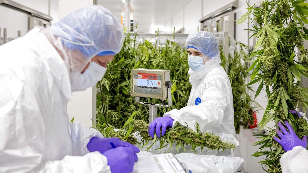 Na uitstel van betaling is teler van medicinale wiet in Emmeloord failliet verklaard