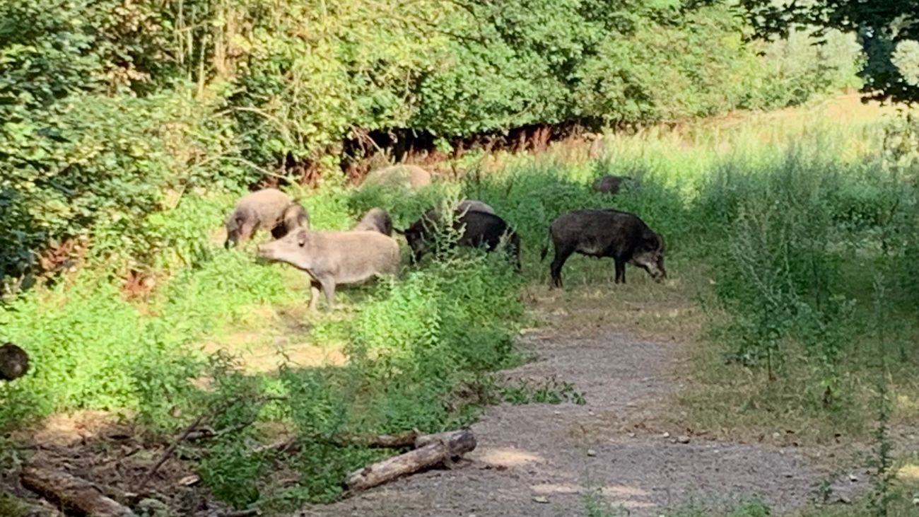 Nieuws - Nieuwsoverzicht 12/08 | Onrust in Natuurpark Lelystad • Nawaka goed verlopen