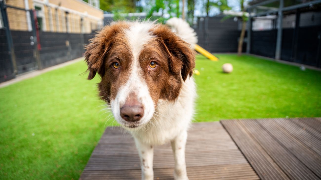 Gemist - Kunstgras uit Zeewolde voor douanehonden en geleidehonden