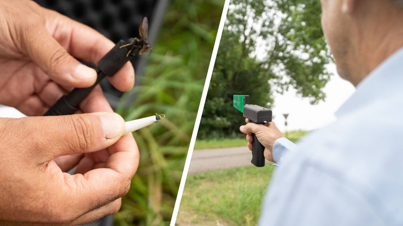 Nieuws - Invasieve hoornaars worden gezenderd en gevolgd, en 'verraden' zo hun nest