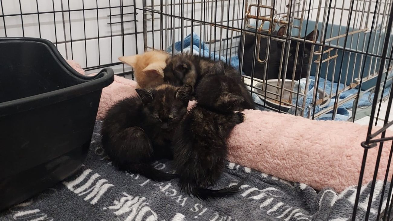 Nieuws - Acht kittens en twee moederpoezen gedumpt bij carpoolplaats in Emmeloord